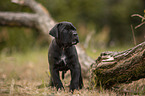 standing Cane Corso puppy