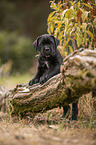 standing Cane Corso puppy