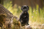 standing Cane Corso puppy