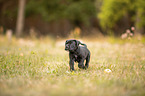 running Cane Corso puppy