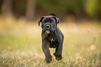 running Cane Corso puppy