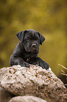 Cane Corso puppy