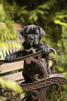 sitting Cane Corso puppy