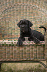 lying Cane Corso puppy