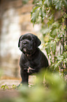 standing Cane Corso puppy