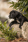 lying Cane Corso puppy