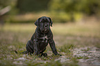 sitting Cane Corso puppy