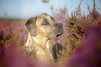Cane Corso Portrait