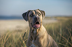 Cane Corso Portrait