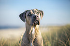 Cane Corso Portrait