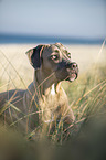 lying Cane Corso