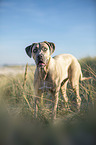 standing Cane Corso