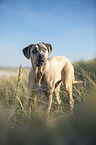 standing Cane Corso