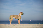 standing Cane Corso