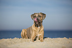 lying Cane Corso