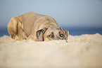 lying Cane Corso