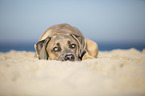 lying Cane Corso
