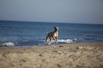 running Cane Corso
