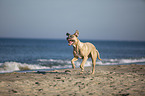 running Cane Corso
