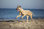 running Cane Corso