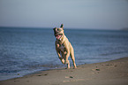 running Cane Corso