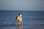 standing Cane Corso