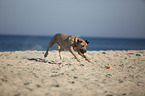 running Cane Corso