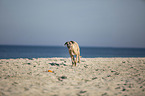 running Cane Corso