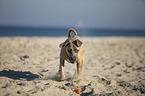 running Cane Corso