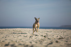 running Cane Corso