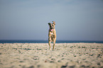 running Cane Corso