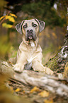 lying Cane Corso