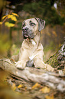 lying Cane Corso