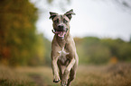 running Cane Corso