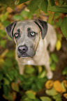 sitting Cane Corso