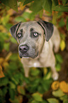 sitting Cane Corso