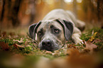 lying Cane Corso