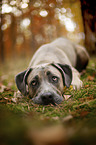 lying Cane Corso