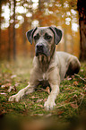 lying Cane Corso