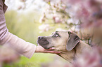 young woman with Cane Corso
