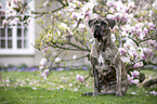 sitting Cane Corso