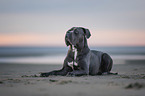 lying Cane Corso