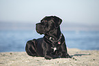 black Cane Corso