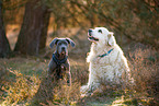 2 dogs