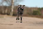 Cane Corso Puppy