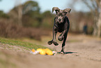 Cane Corso Puppy