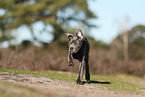 Cane Corso Puppy