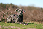 Cane Corso Puppy