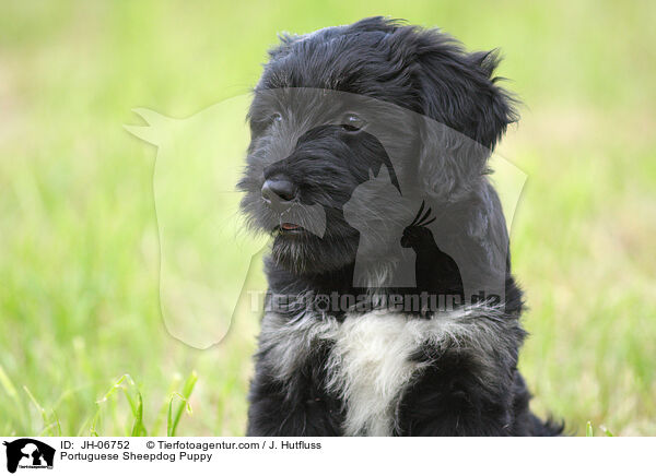 Cao da Serra de Aires Welpe / Portuguese Sheepdog Puppy / JH-06752