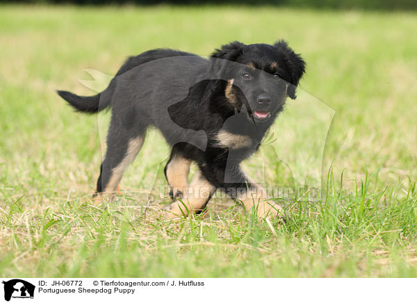 Portuguese Sheepdog Puppy / JH-06772